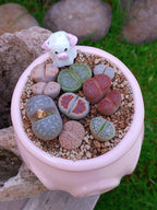 Paquete lithops Mix - Caldero puerquifantasma