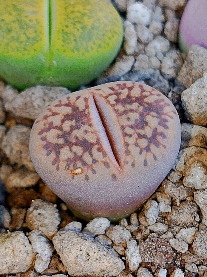 C207 	Lithops gesinae v. gesinae