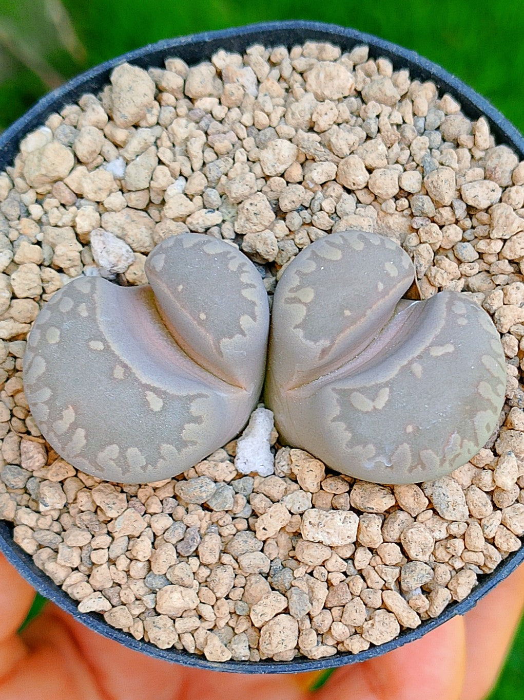 Lithops Otzeniana | 2 cabezas