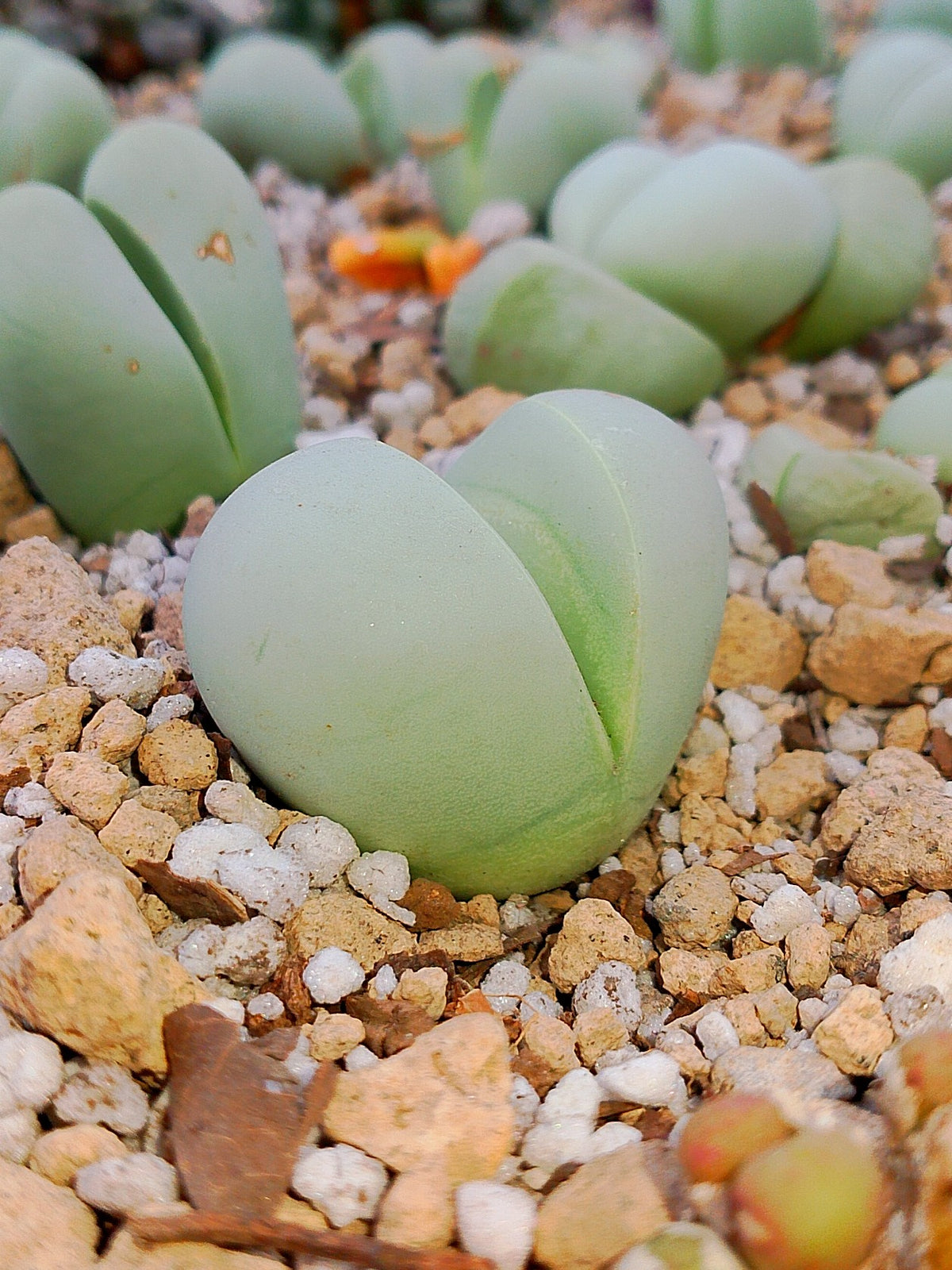 Argyroderma Delaetti | maceta 3"