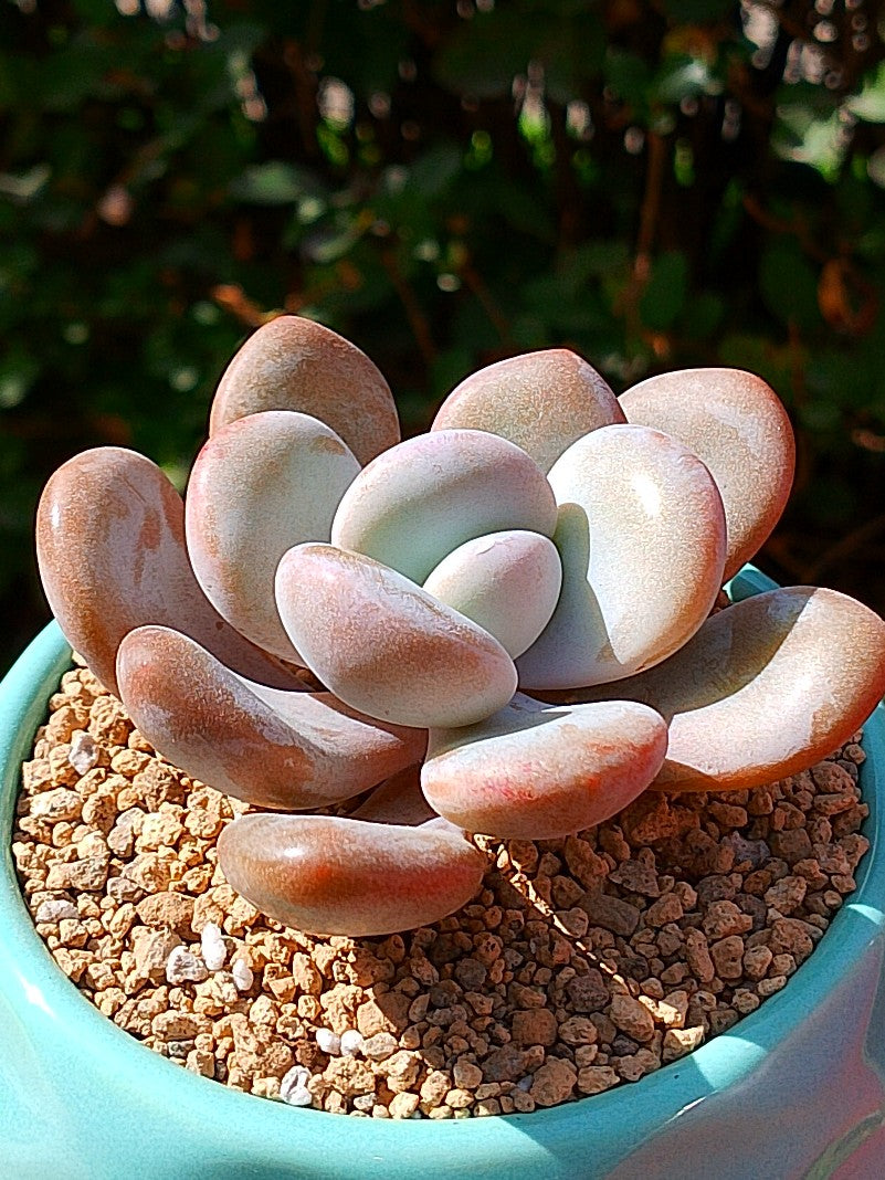 Echeveria Lala