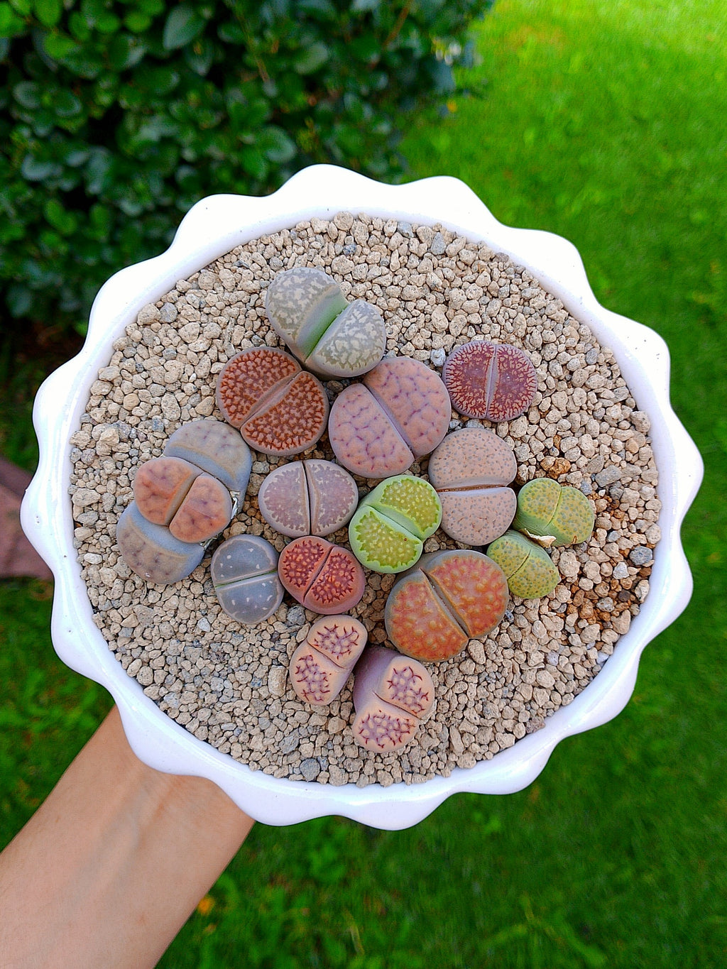 Paquete lithops Mix - circular E