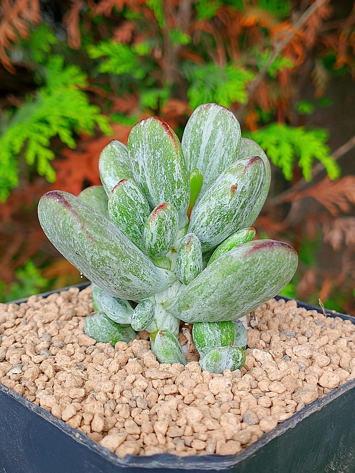 Cotyledon orbiculata leopard | maceta 3.5"