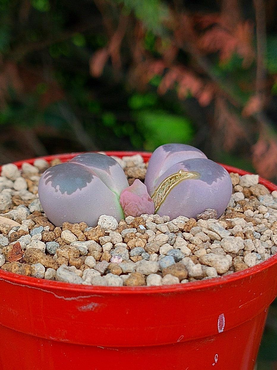 Lithops Olivacea | 2 cabezas