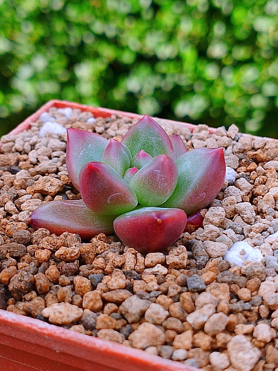 Pachyphytum Tivoli | maceta 2"