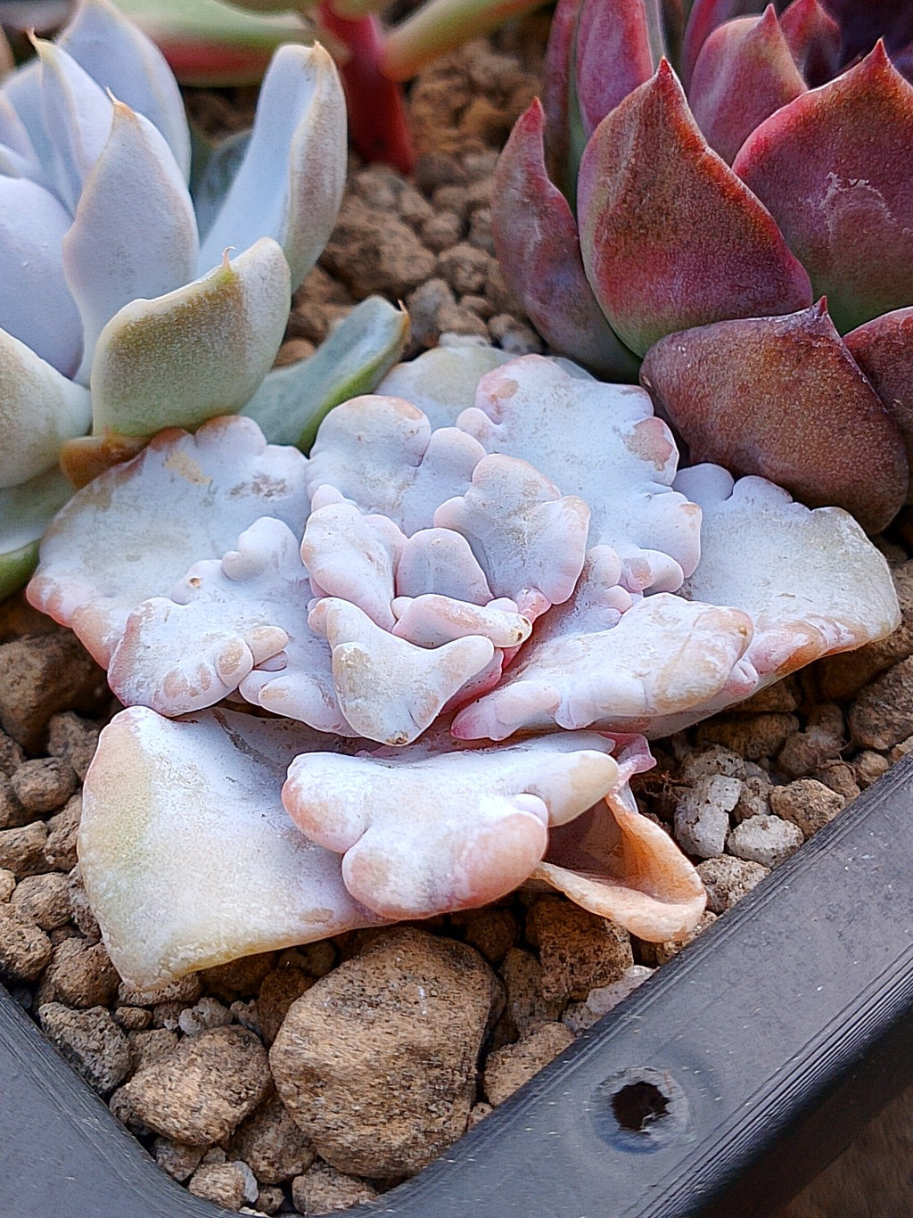 Echeveria Crispate Beauty | Maceta 3"