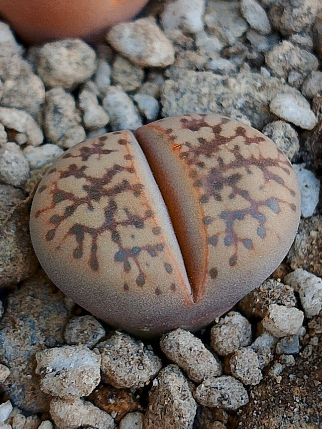 C207 	Lithops gesinae v. gesinae
