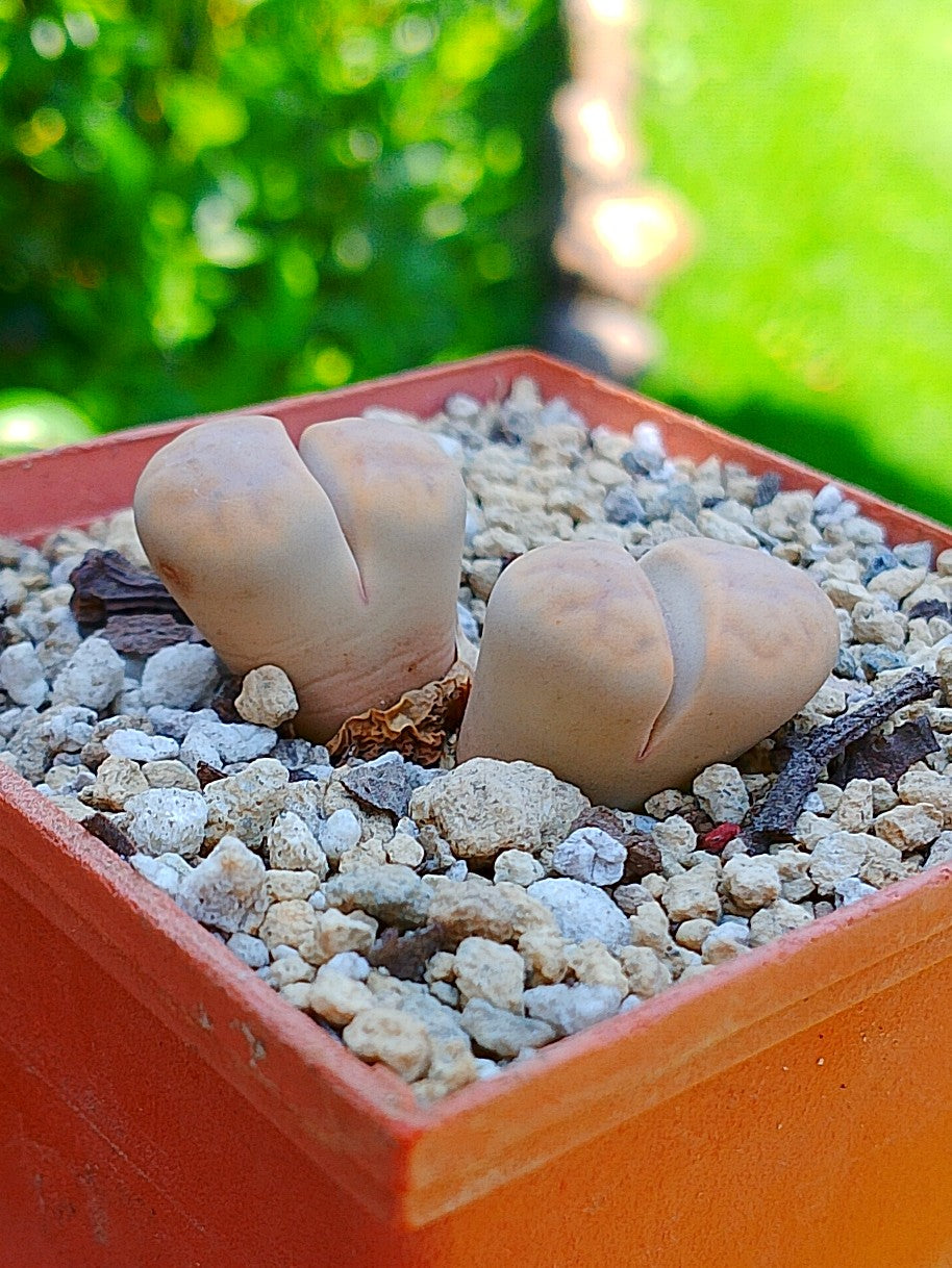 Lithops Karasmontana - 2 cabezas