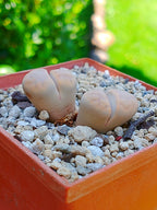 Lithops Karasmontana - 2 cabezas
