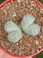 Lithops Geyeri | 2 cabezas