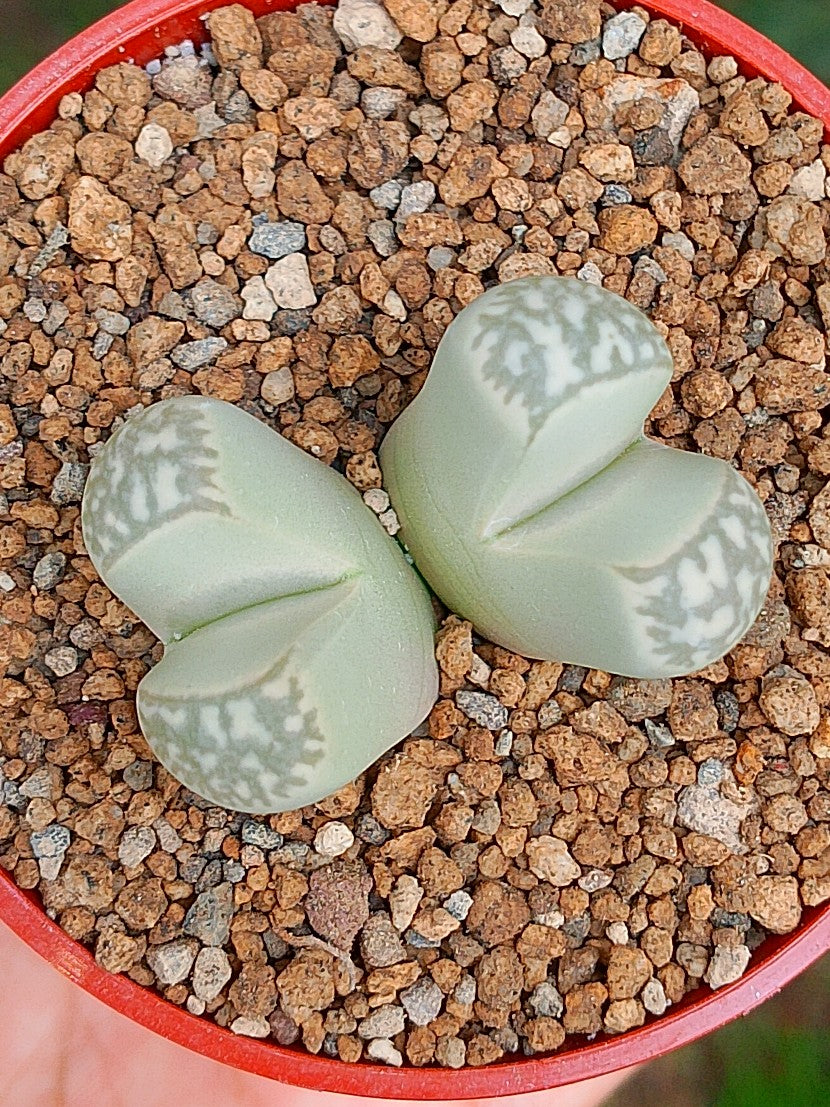 Lithops Geyeri | 2 cabezas