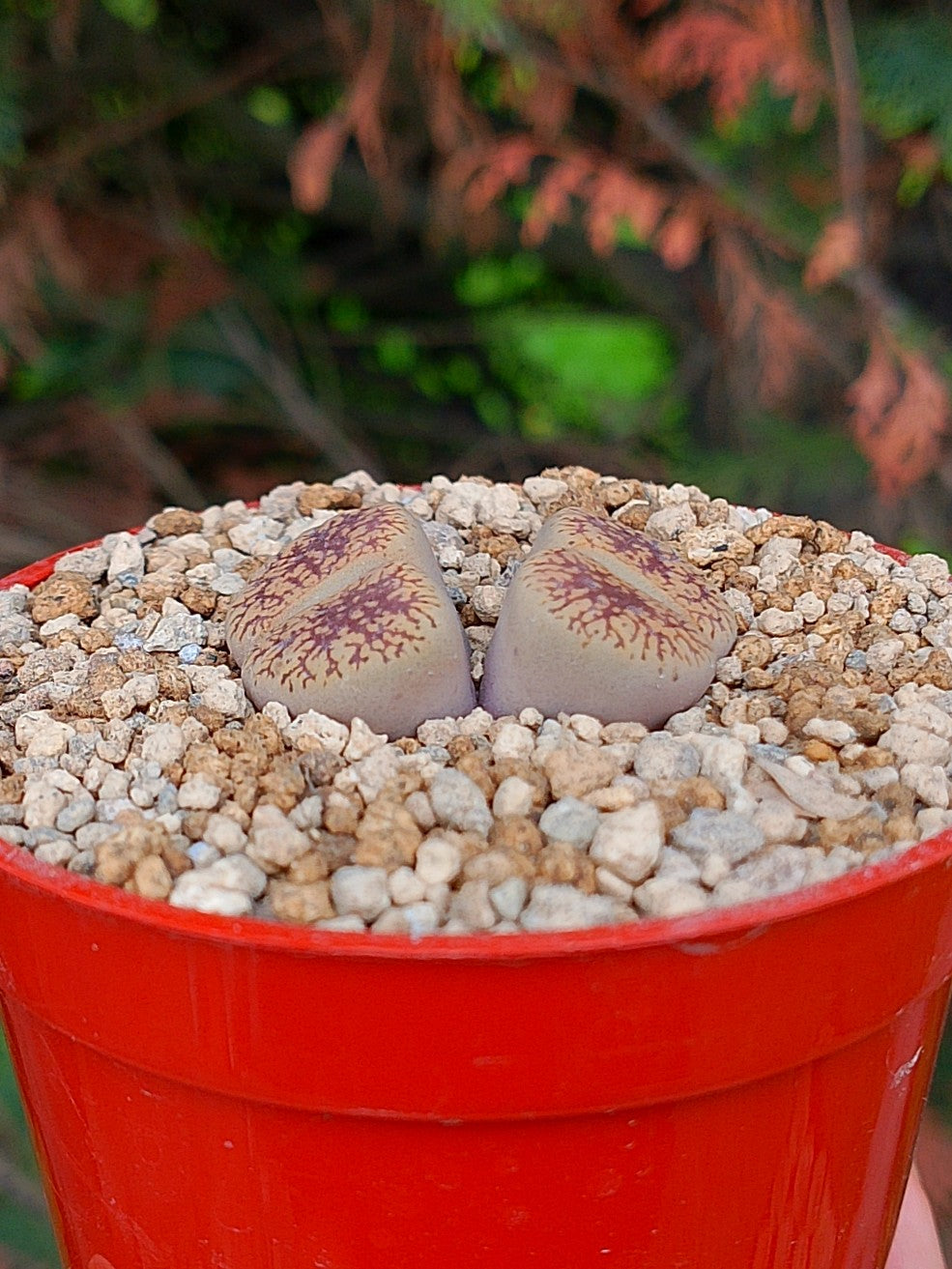 Lithops Aucampiae | 2 cabezas