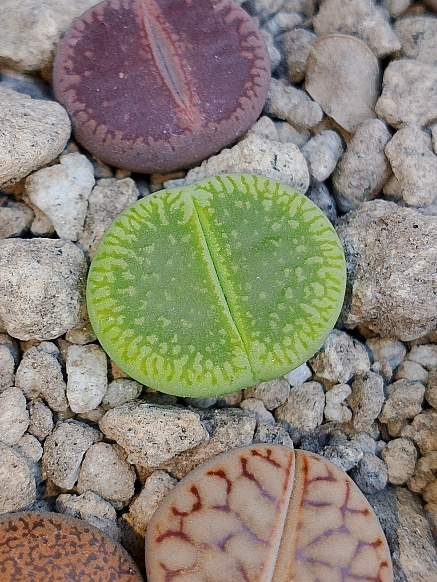 C048A Lithops aucampiae ssp. euniceae cv. 'Bellaketty'