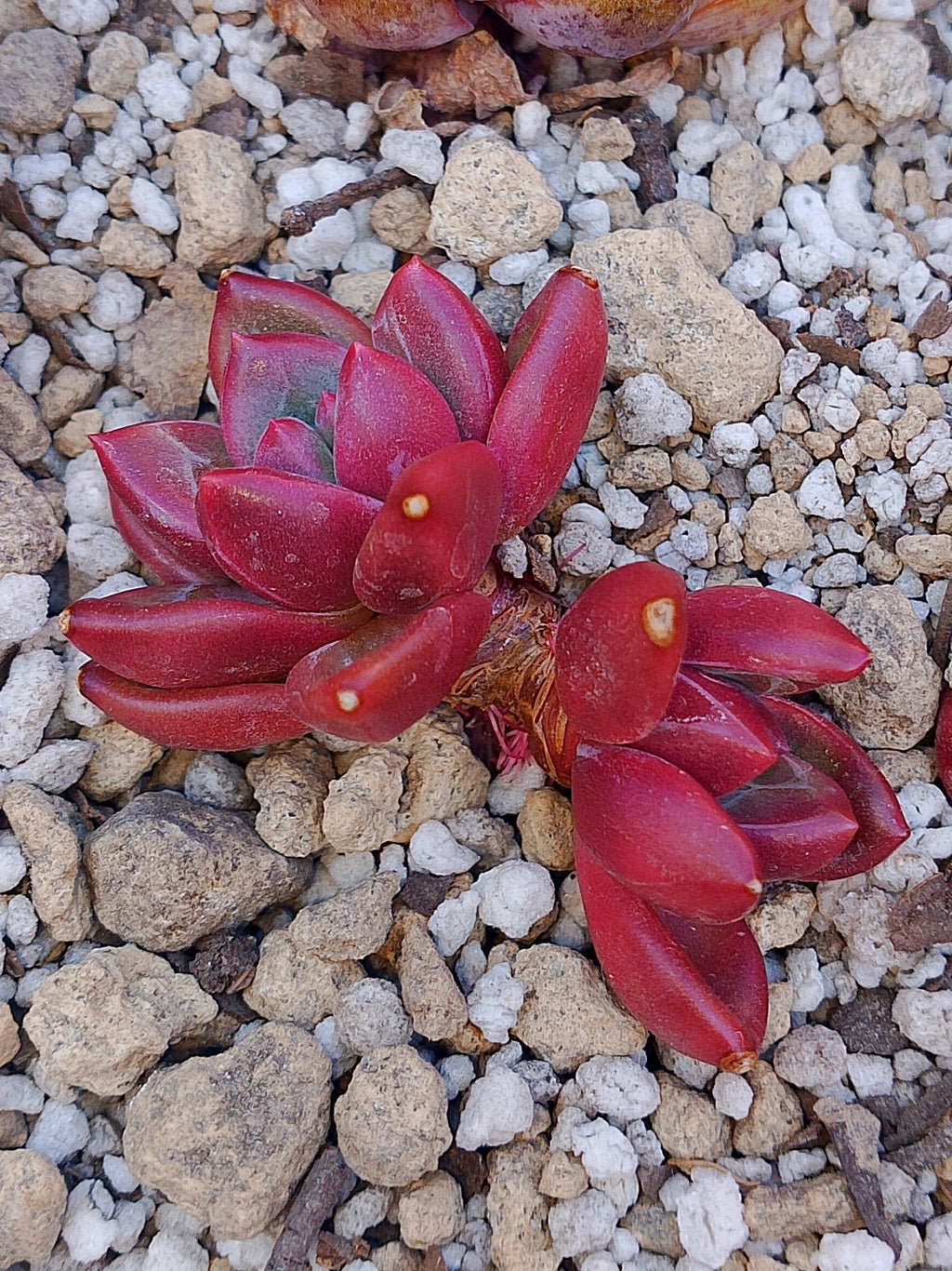 Echeveria Tivoli | maceta 3"