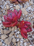 Echeveria Tivoli | maceta 3"