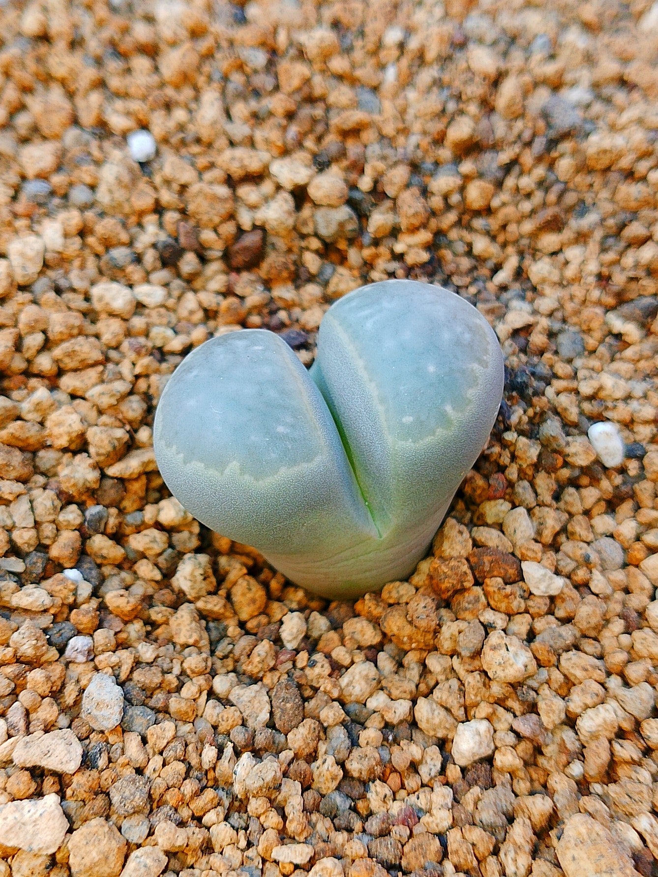 C271 	Lithops helmutii