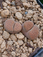 Lithops Fulviceps  | 2 cabezas