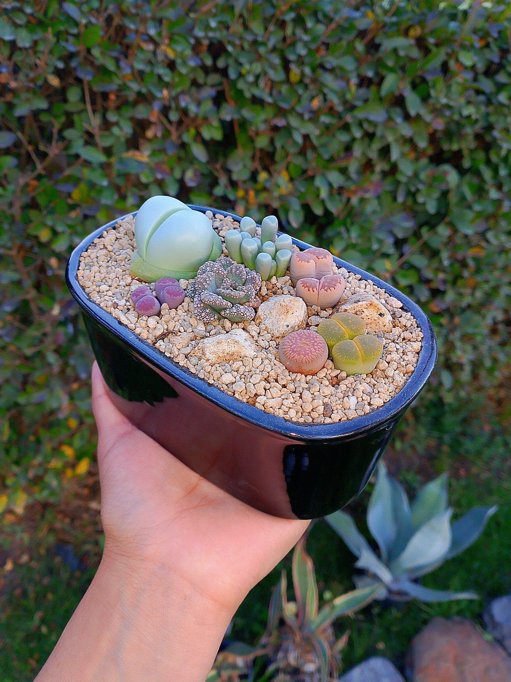 Paquete Africanas Mix - Tina C