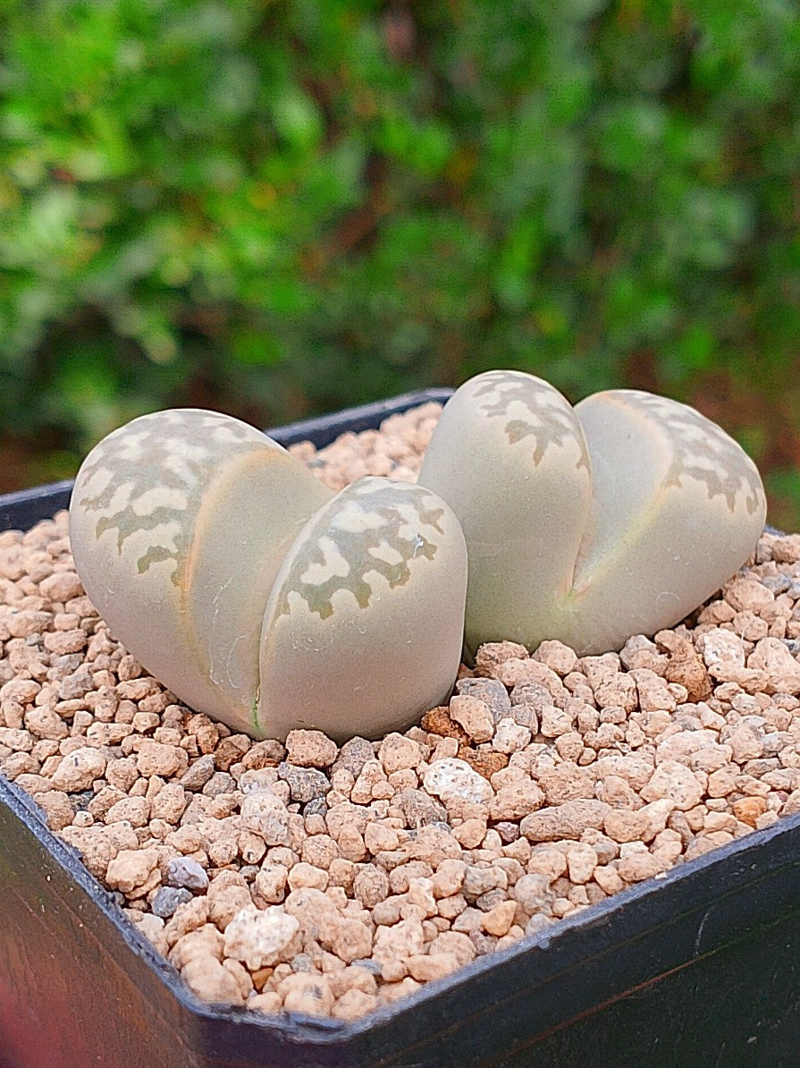 Lithops Geyeri | 2 cabezas