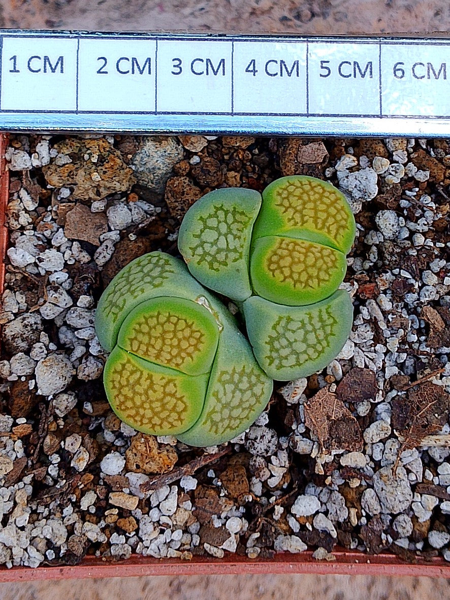 Lithops Halii var ochracea 'Green Soapstone' 2 cabezas