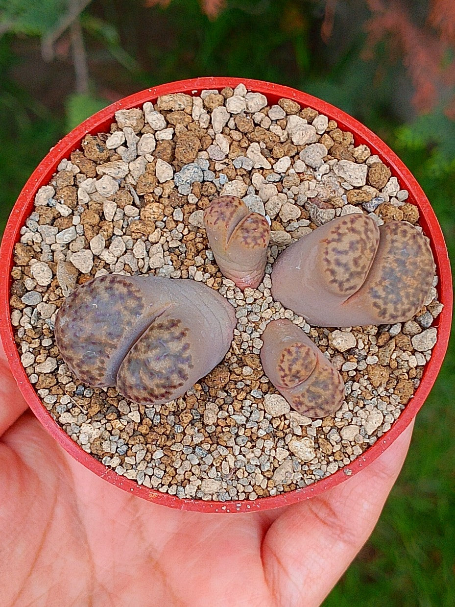 Lithops Bromfieldii | 4 cabezas