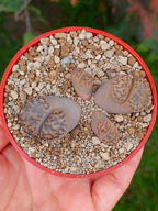 Lithops Bromfieldii | 4 cabezas