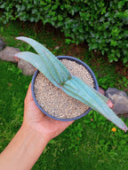 Áloe suprafoliata