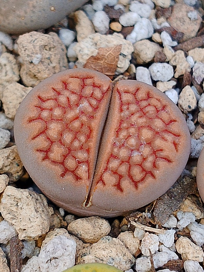 C098 	Lithops hallii v. ochracea