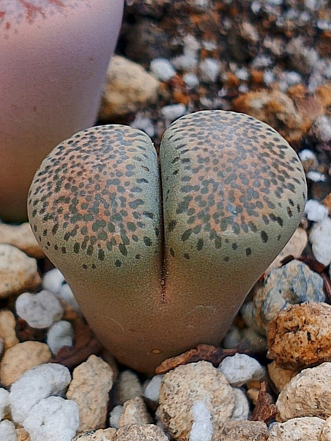 C346 	Lithops terricolor