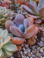 Echeveria Lala | maceta 3"