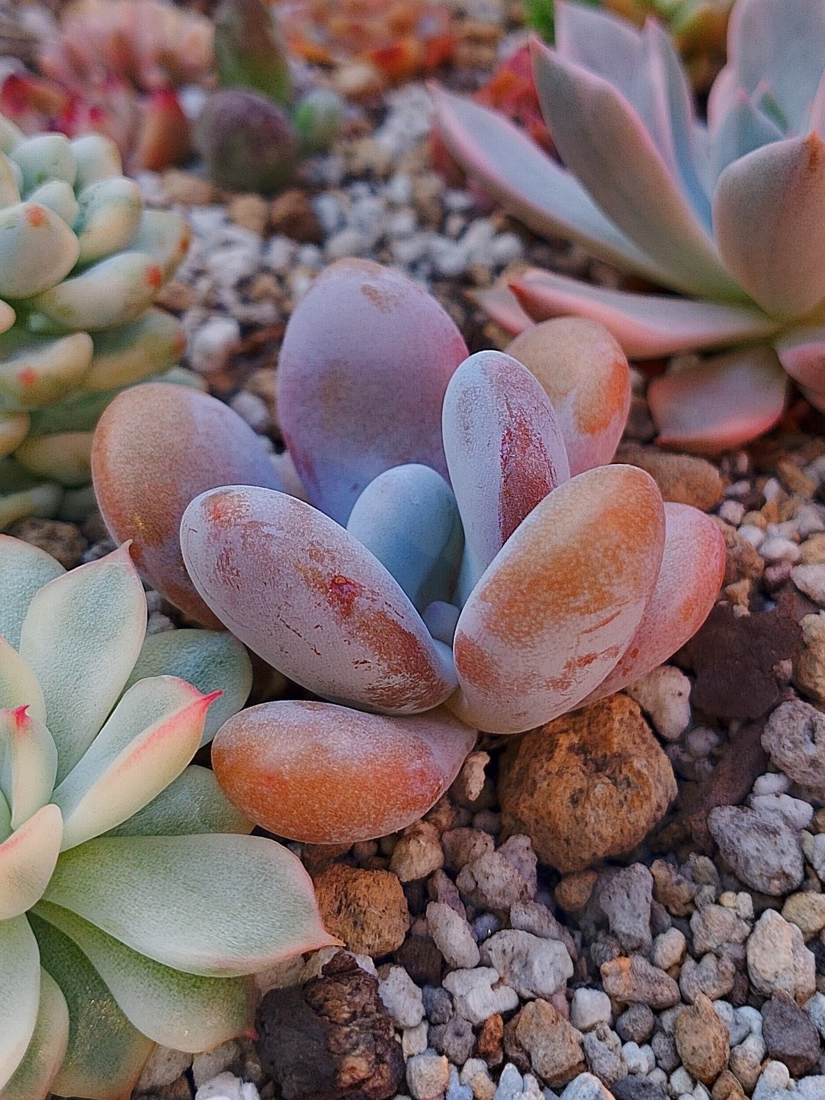 Echeveria Lala | maceta 3"