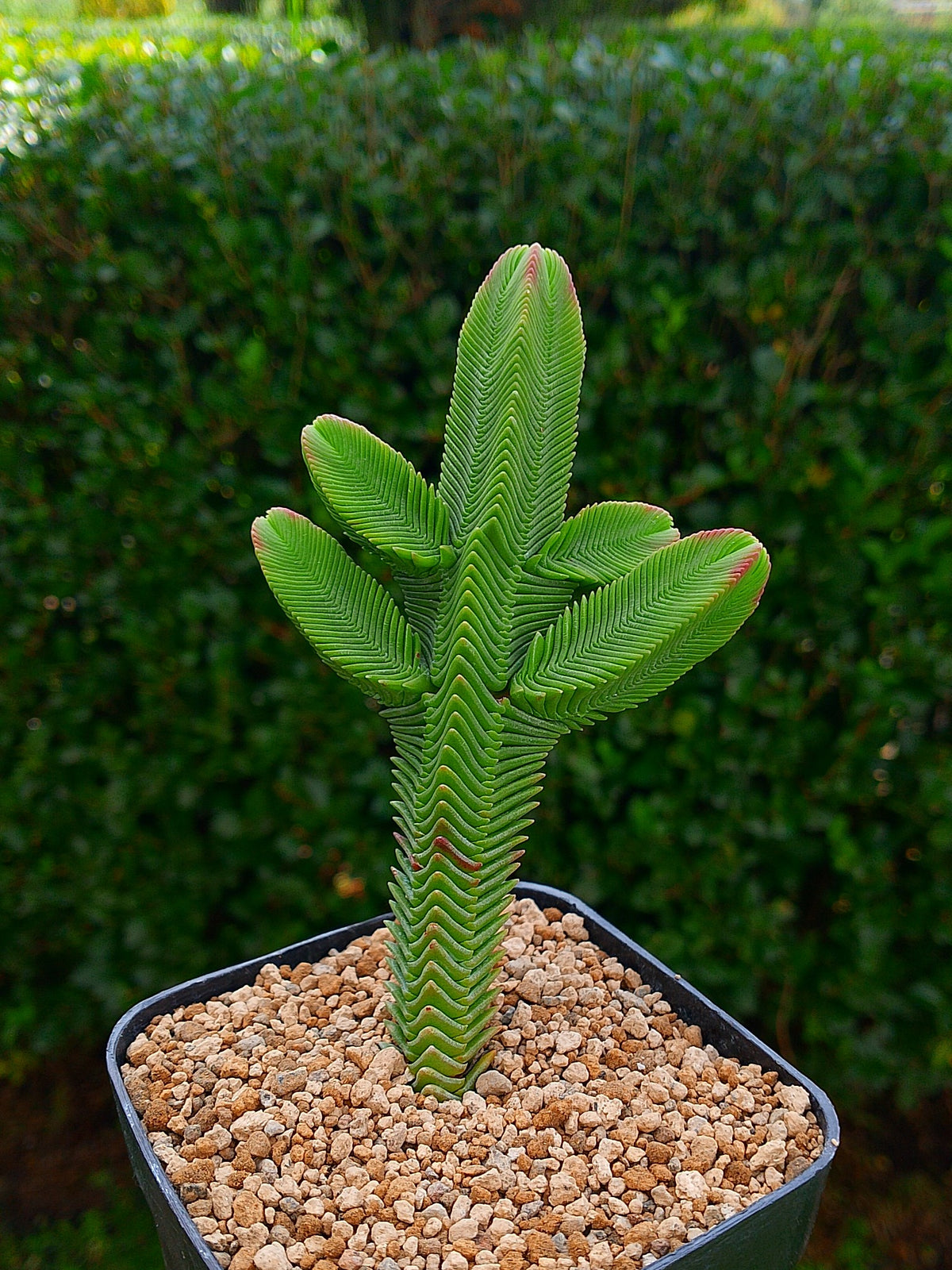 Crassula Pyramidalis | maceta 3.5"