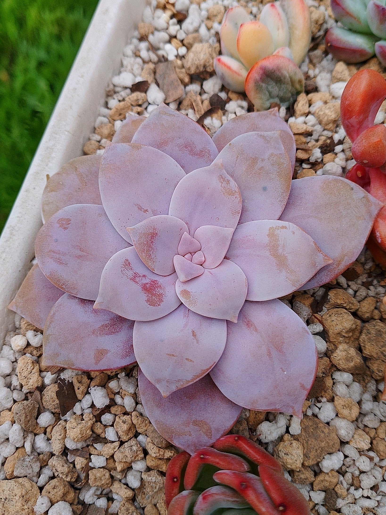 Echeveria Quetzalcoatlia superba | maceta 3.5"