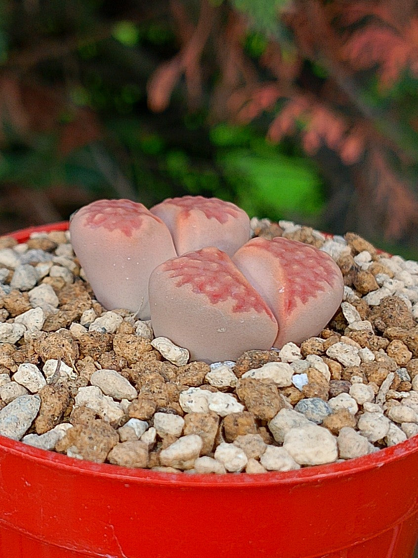 Lithops Hallii  | 2 cabezas