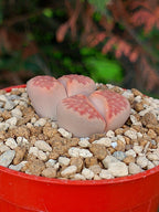 Lithops Hallii  | 2 cabezas