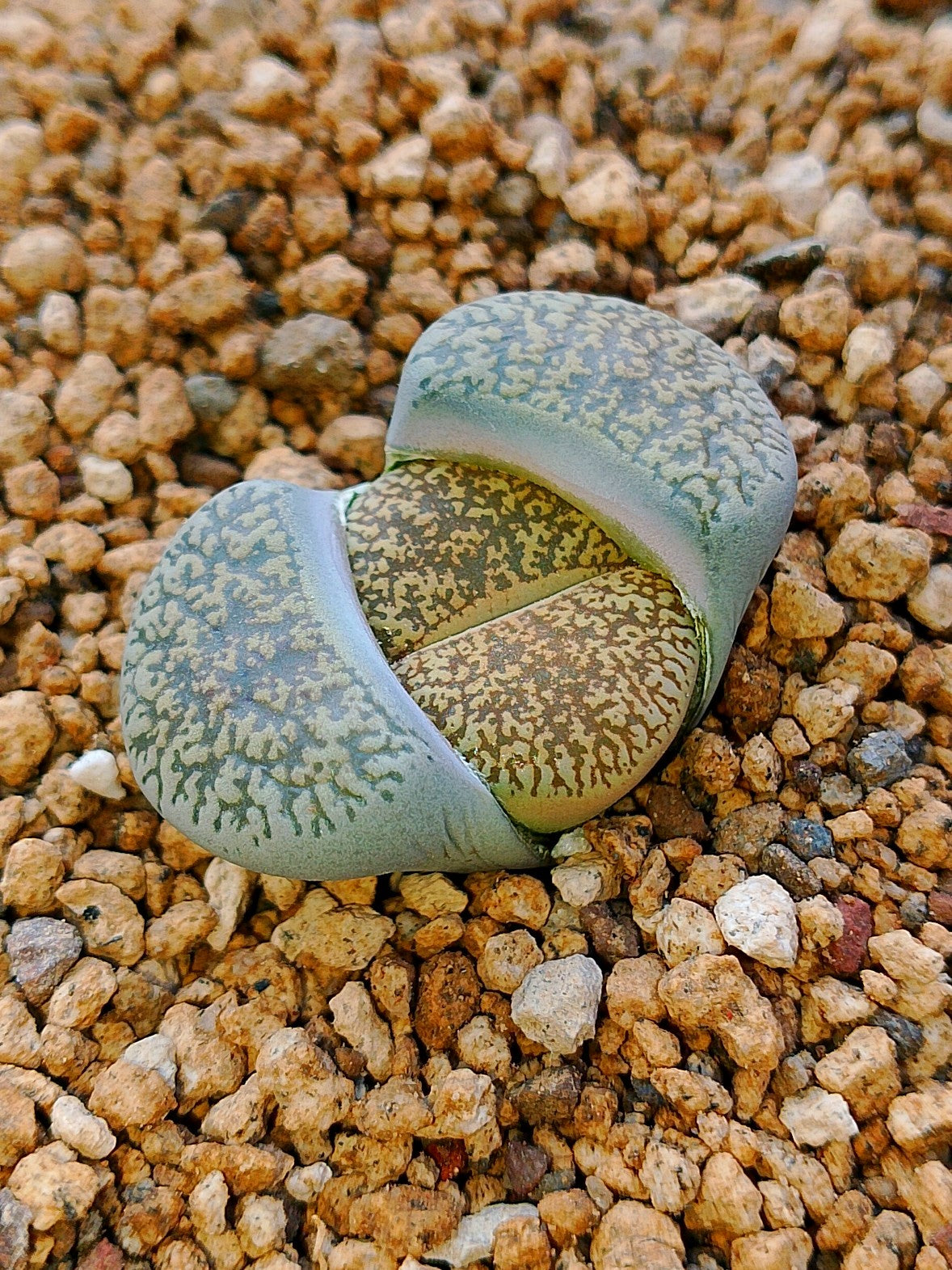 C047 	Lithops lesliei ssp. lesliei v. venteri