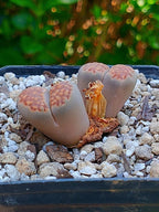 Lithops Hallii | 2 cabezas