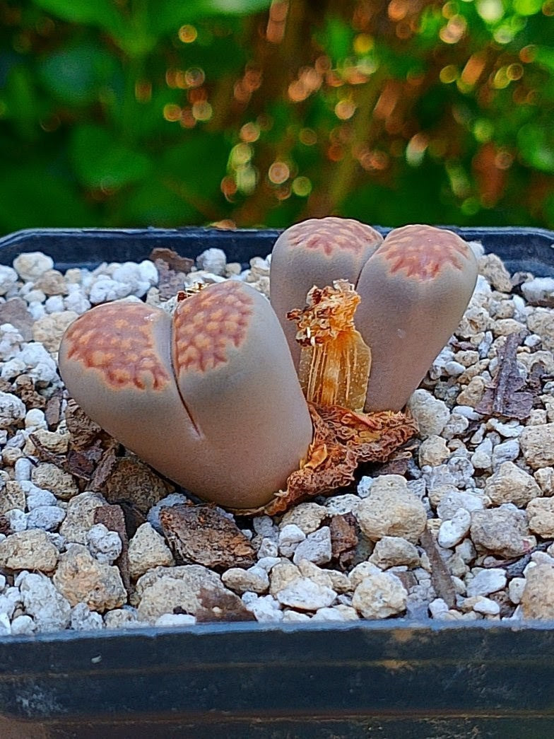 Lithops Hallii | 2 cabezas