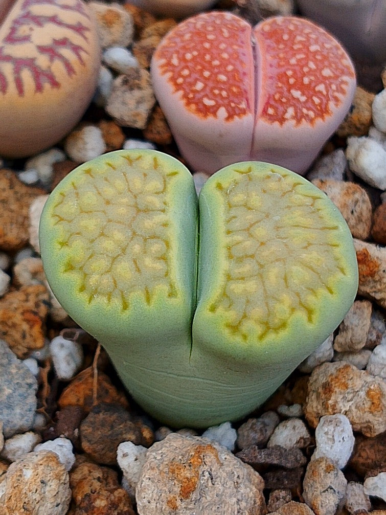 C111A Lithops hallii v. ochracea 'Green Soapstone' D