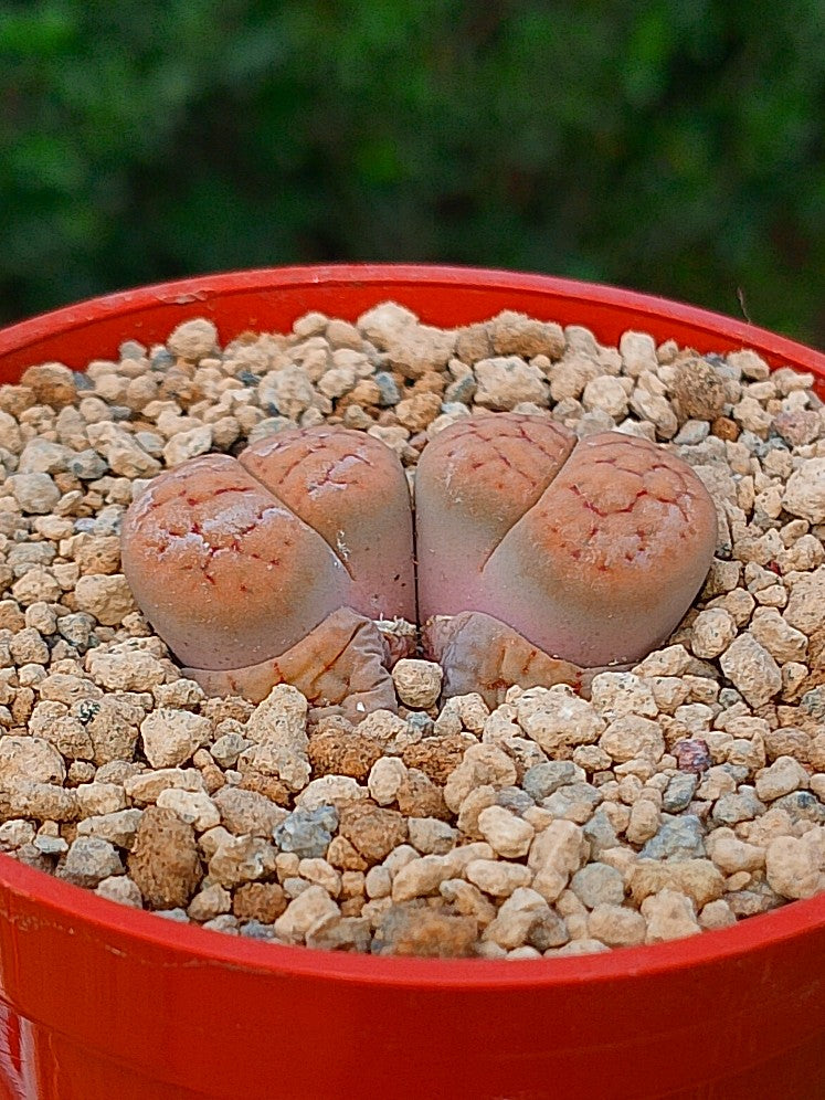 Lithops Schwantesii | 2 cabezas