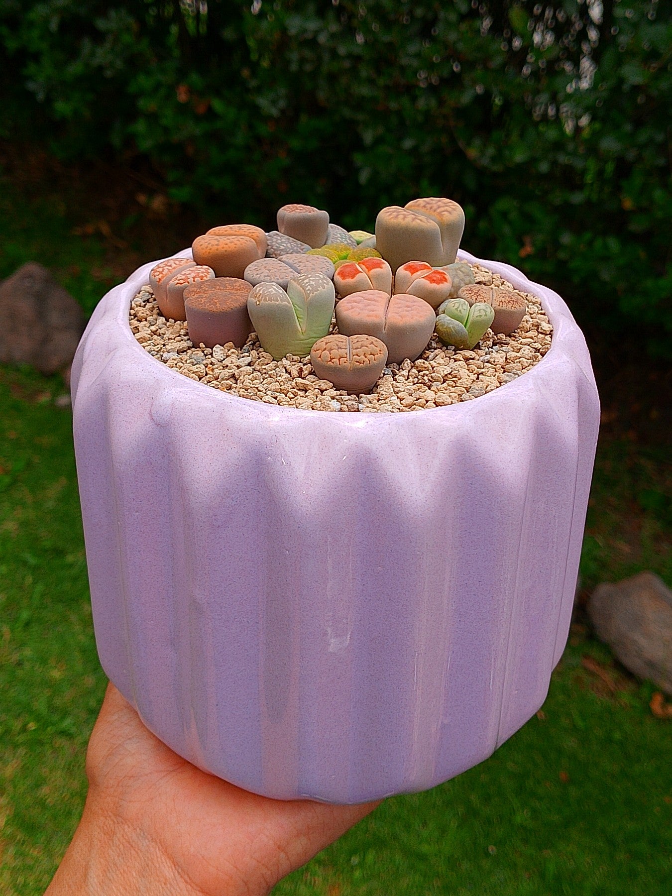 Paquete lithops Mix - circular D