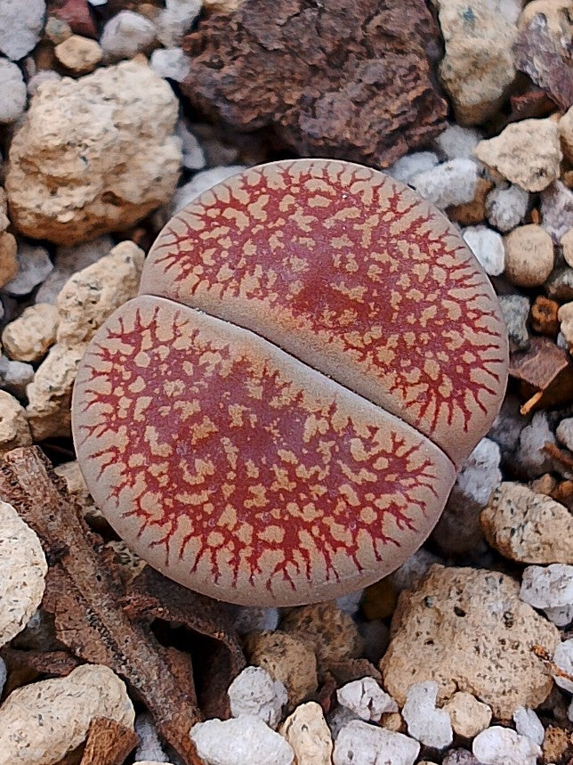 C048 	Lithops aucampiae ssp. euniceae v. euniceae B