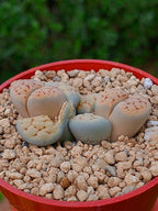 Lithops Karasmontana | 2 cabezas