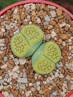 Lithops Hallii var ochracea 'Green soapstone'  | 2 cabezas