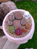Paquete lithops Mix - Caldero fantasma