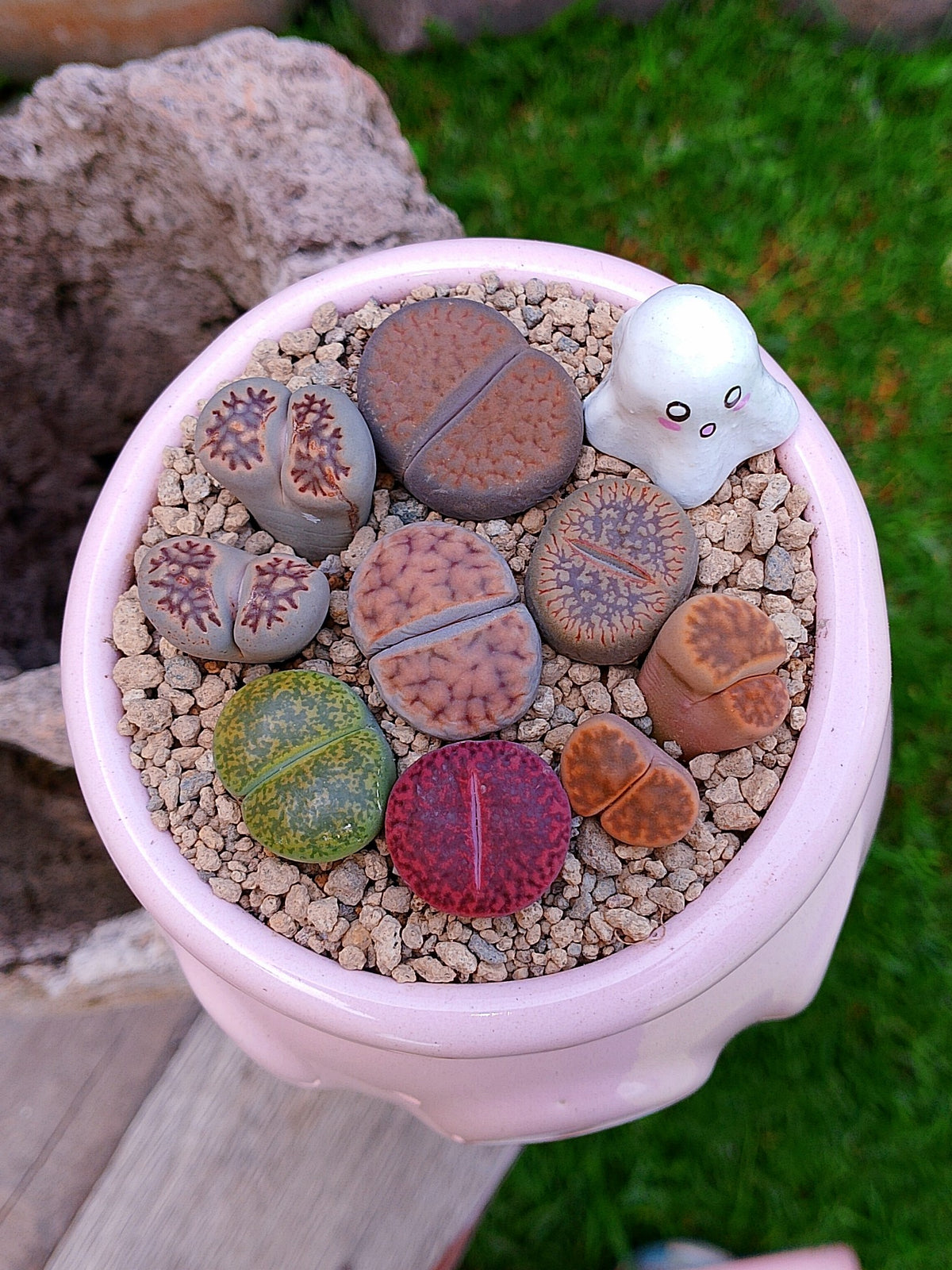 Paquete lithops Mix - Caldero fantasma
