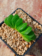 Haworthia Lime lemon B | maceta 2"