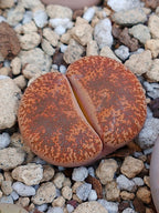 C115 Lithops lesliei ssp. lesliei v. lesliei