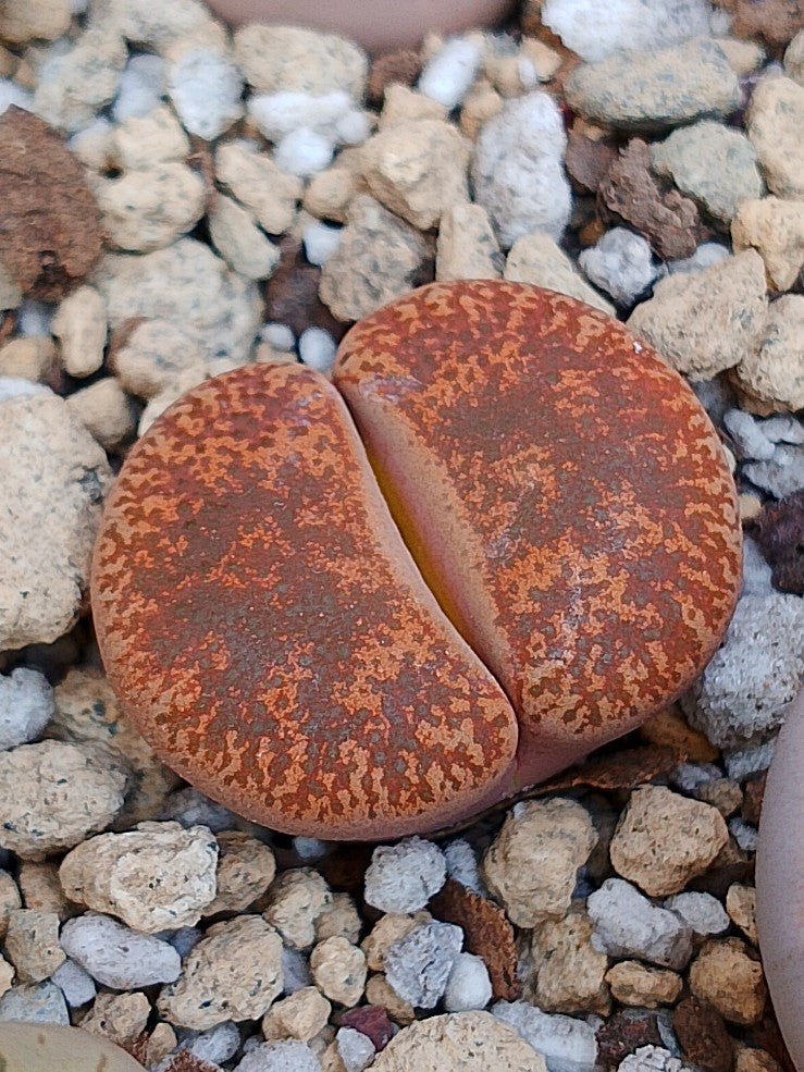 C115 Lithops lesliei ssp. lesliei v. lesliei