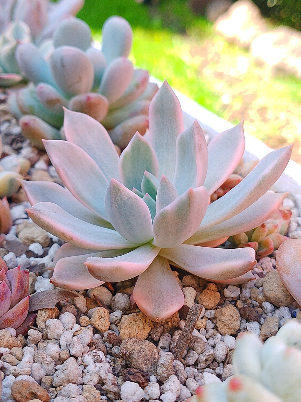 Echeveria Pink Zaragoza variegada | maceta 3.5"